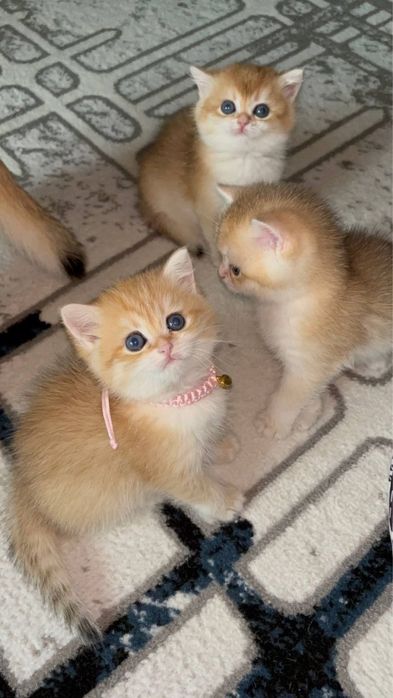 Золотая Шиншила на вязку (опытный) tg:zafaking