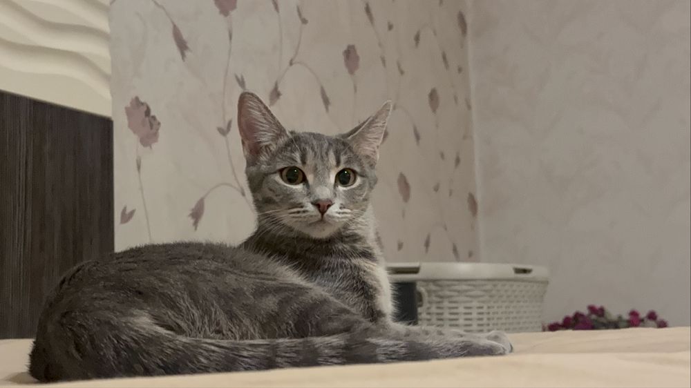Вязка Кошка ищет котенка.