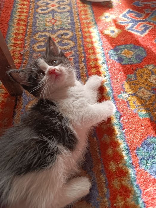 Продаются котята недорого 200.000 звоните