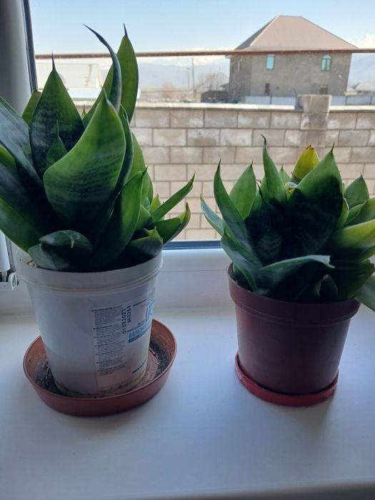 Продаю комнатные цветы.