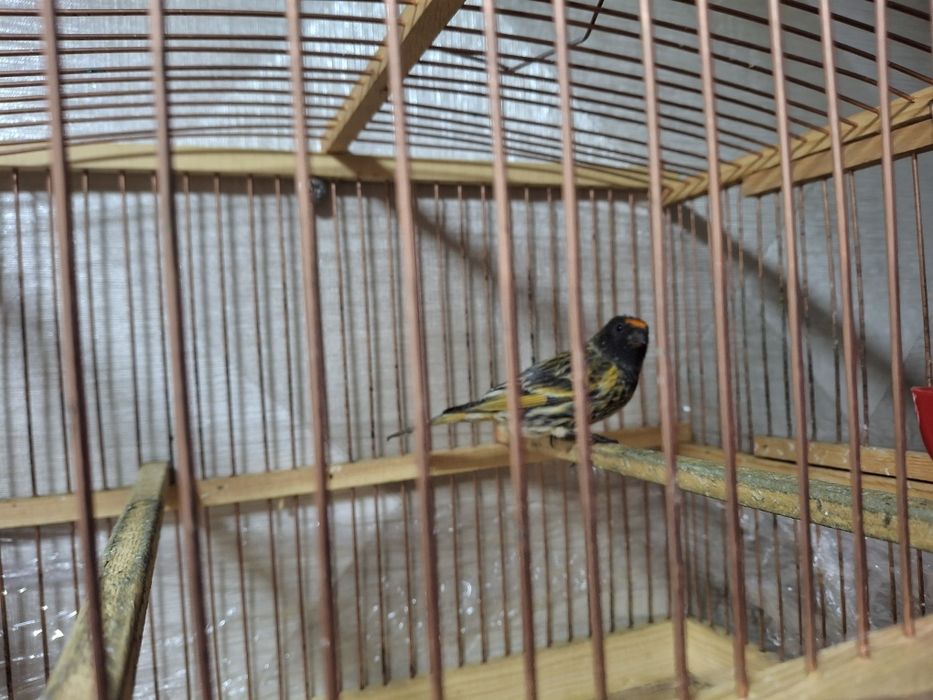 Каралёк птиц продаётся