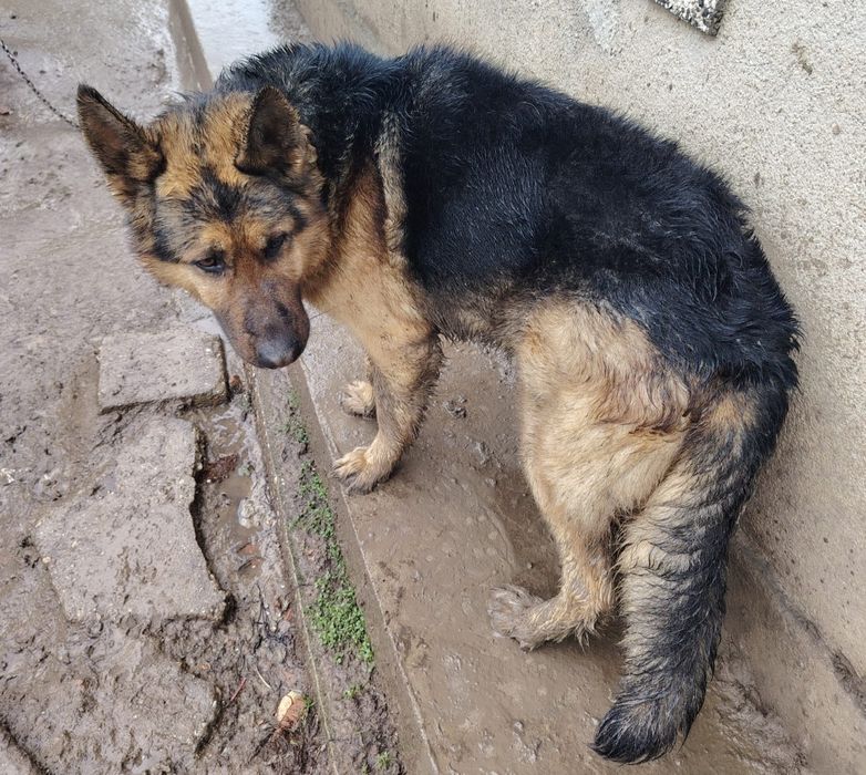 Продавам Немска овчарка