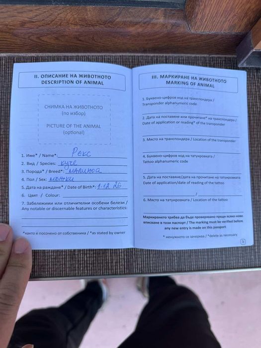 Куче белгийска овчарка