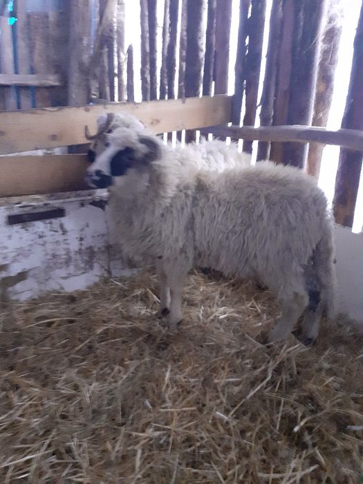 Disponibil 4 miei berbecuți