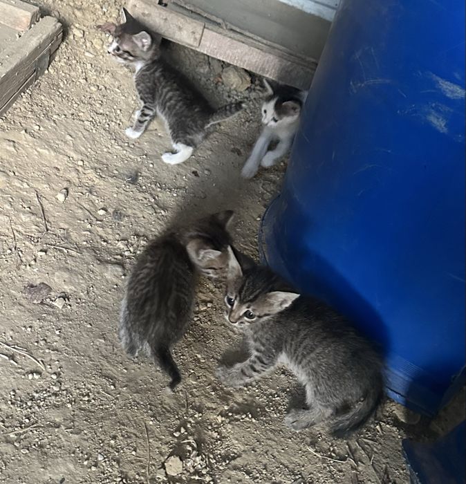 кошки в добрые руки