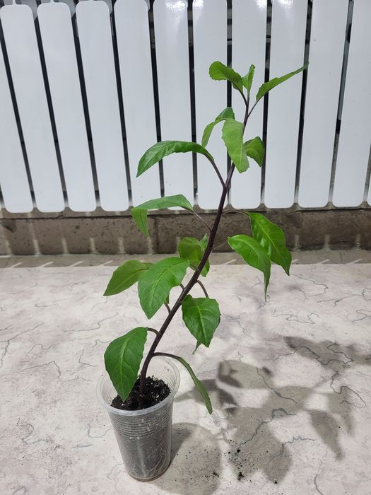 Джинура Прокумбенс