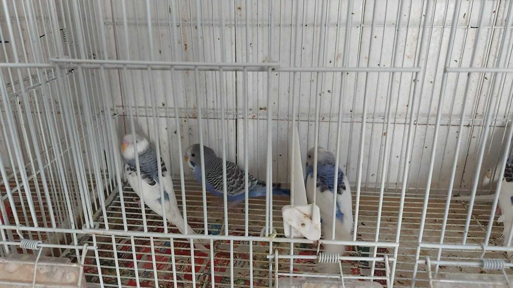 vand papagali perusi