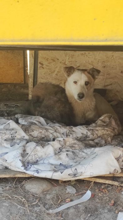 Отдам в добрые руки