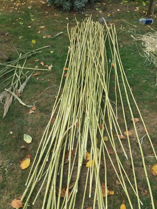 Vand BAMBUS producție 2025.