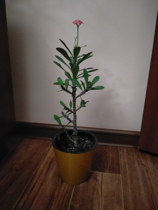 Продам отростки молочая миля