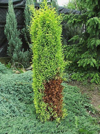 Садовник Обработка Лечение хвойных, декоративных деревьев растений .