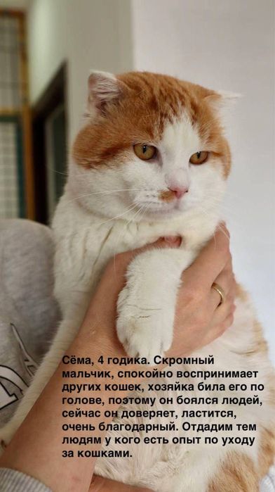 Кот Сёма ждет ответственного человека!