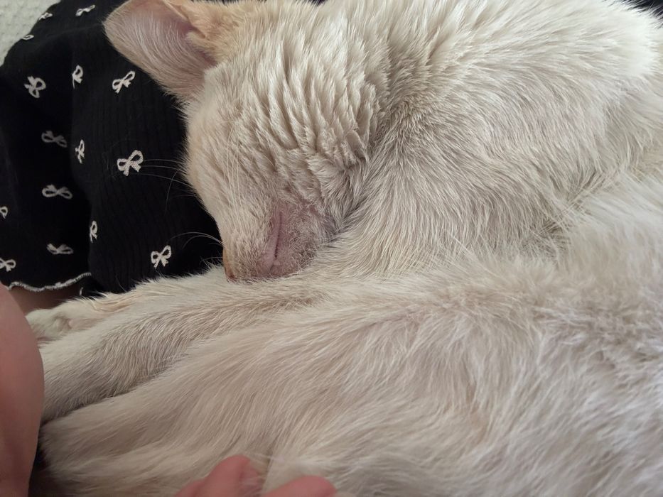 котенок бесплатно