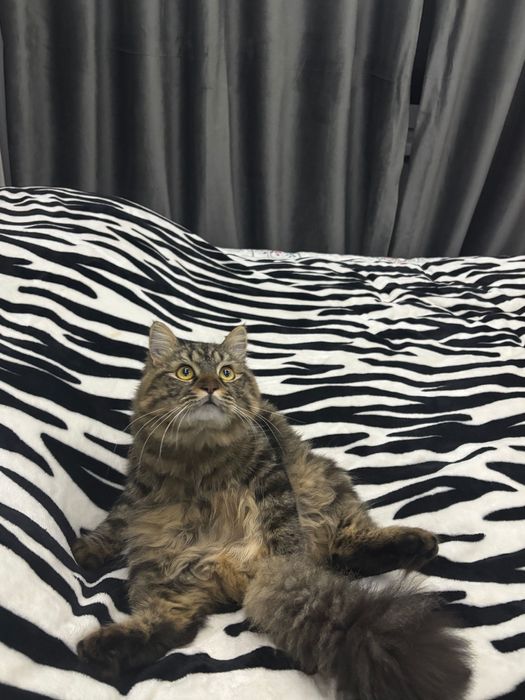 отдам пушу в добрые руки