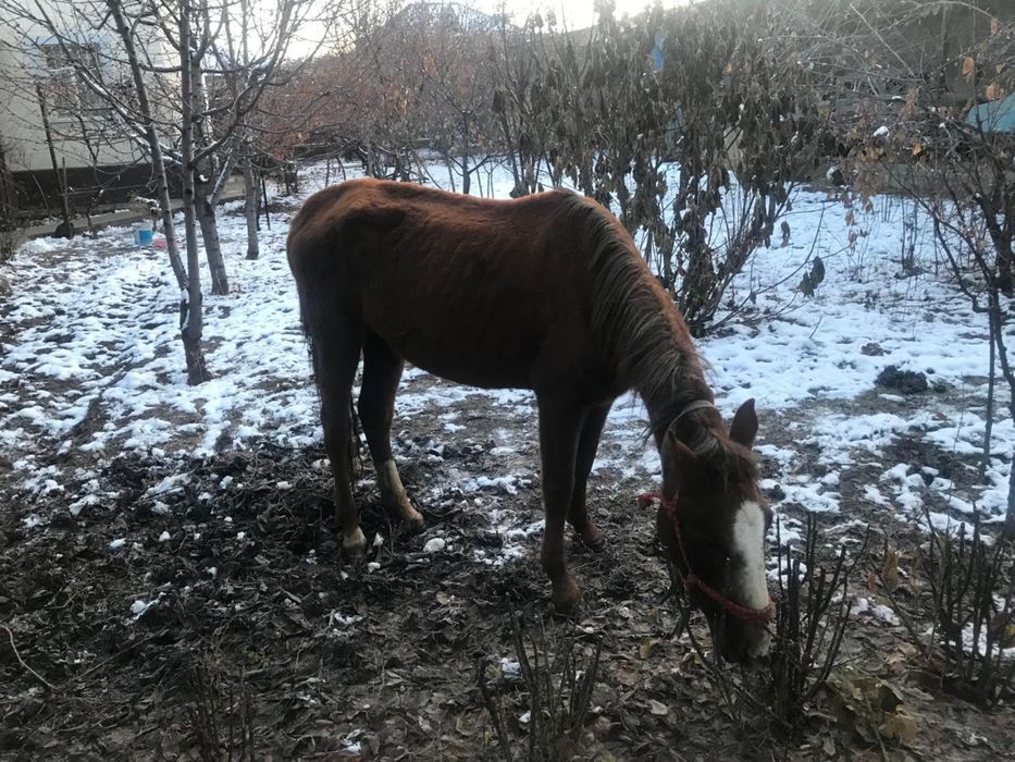 Продается лошадь / жылқы сатылады