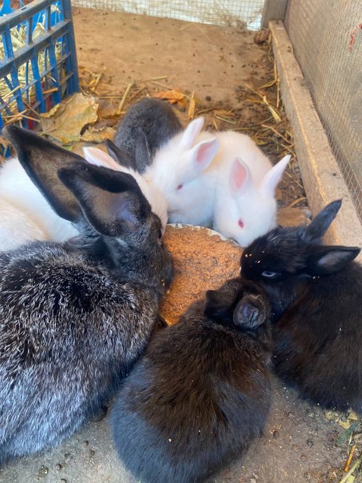 Quyonchalar sotiladi