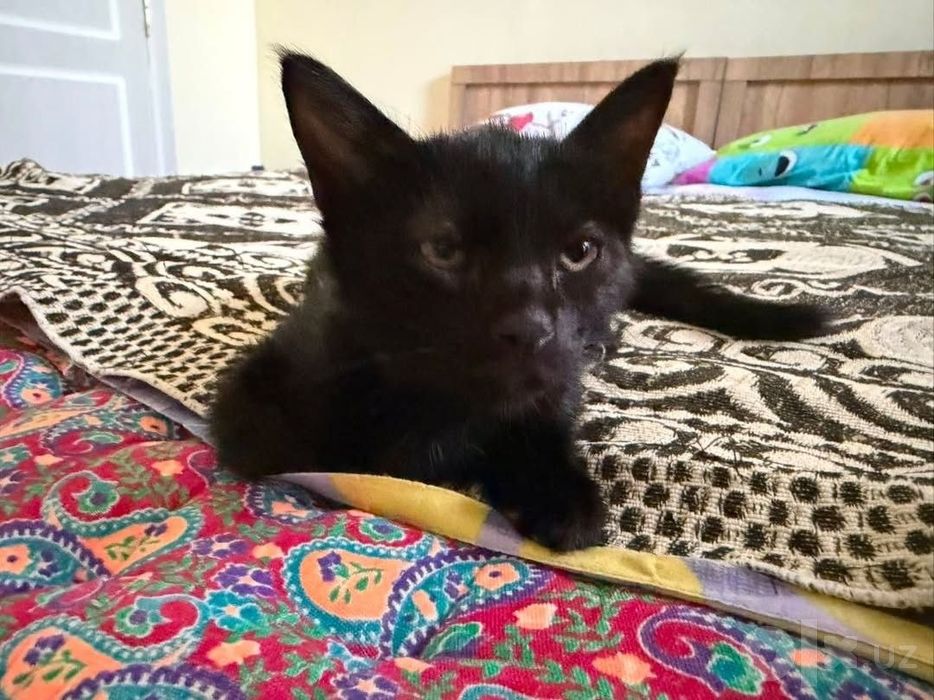 Котята трехмесячные