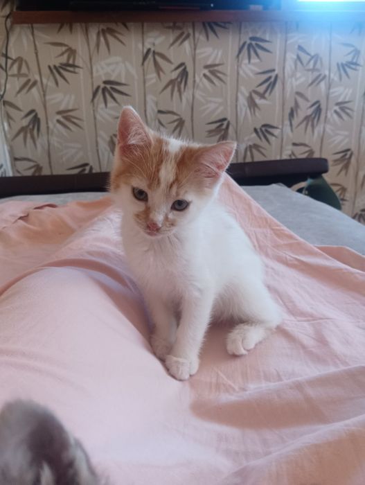 Мъжки котета на 3 месеца търсят дом