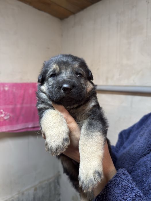 Немецкие овчарки