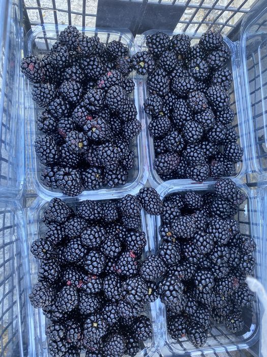 Mure bio, 10 lei caserola de 800g ,