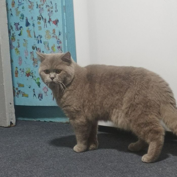 Вязка кошек с документами