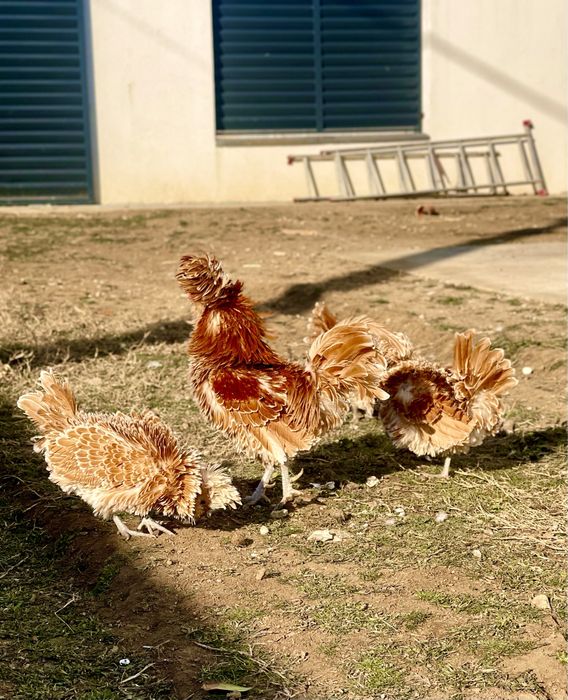 Oua de incubat gaini paduana  frezate