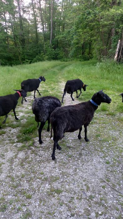 Oi Frisa germana neagra