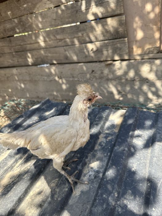 Голландские белохохлый