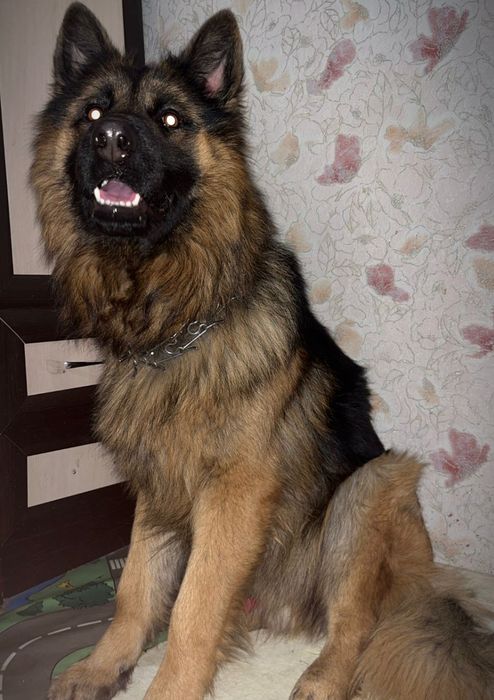 Вязка немецкая овчарка