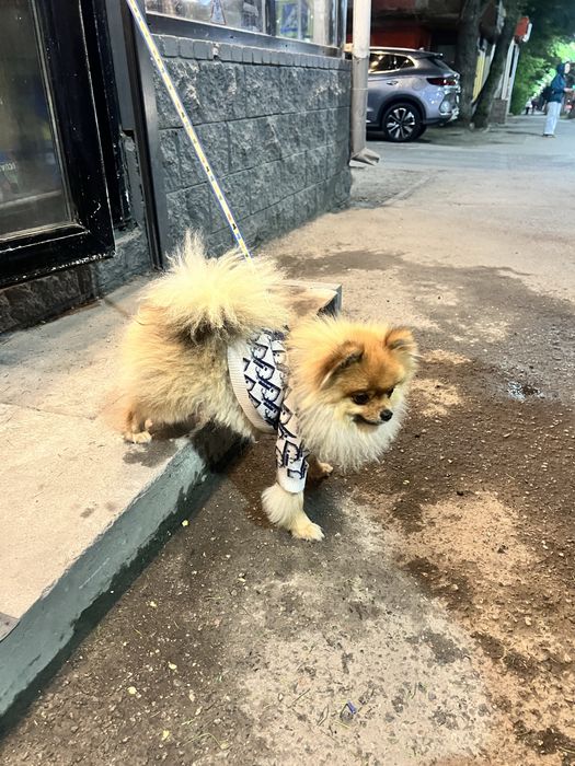 Щпец немецкий 10 месяцев