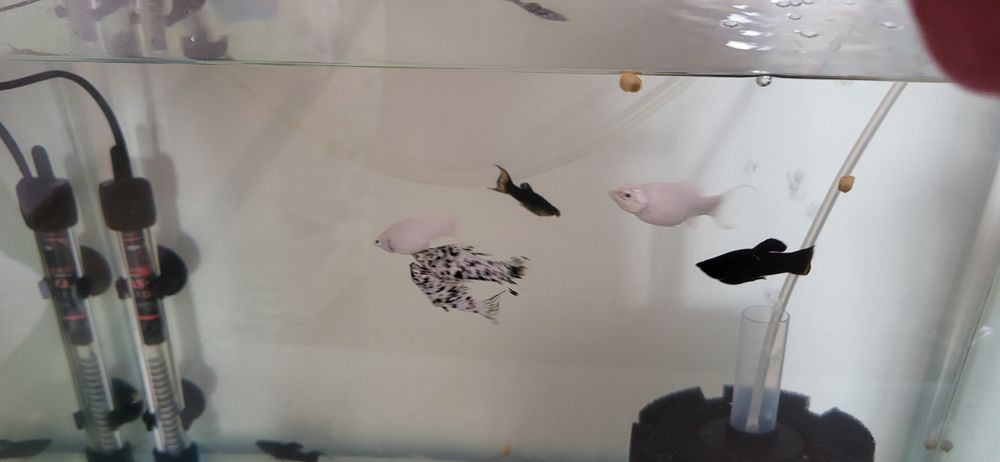 Аквариум сатылады