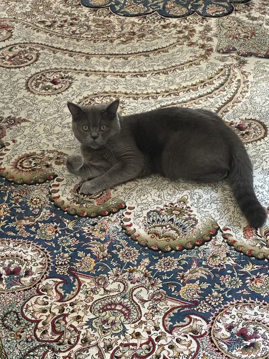 british fold mushuk vyaskaga