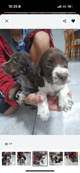 Спаниель продам.