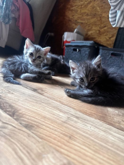 Подарю котят полукровок
