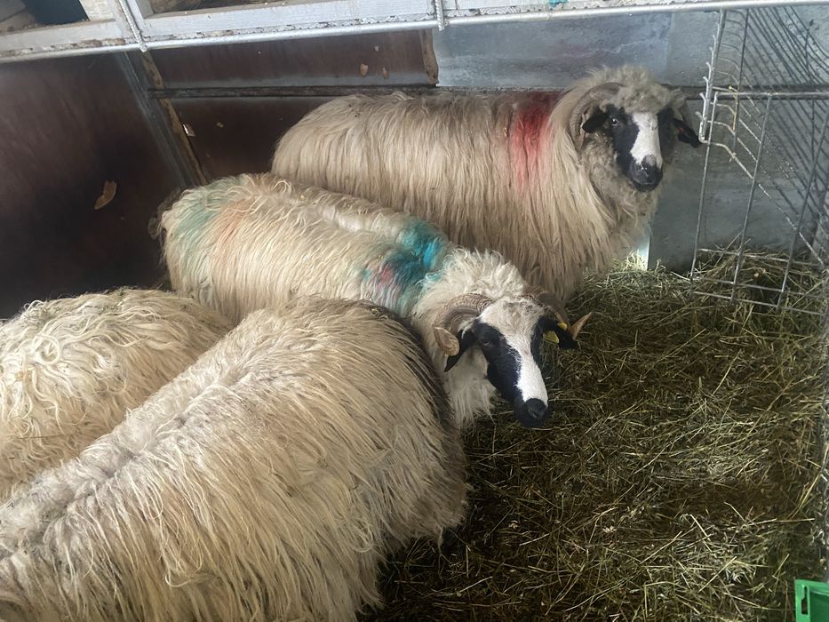 Miori turcana breaza