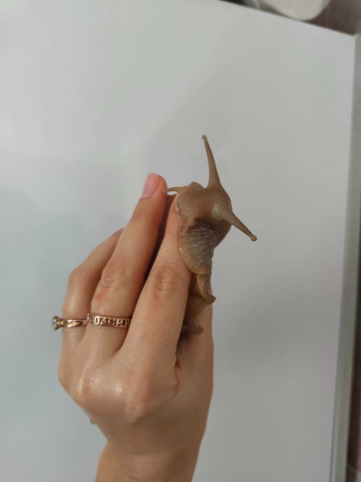 Улитки ахатины продажа