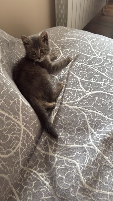 Котенок с доставкой!