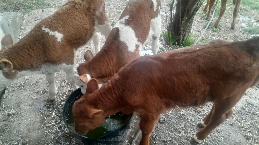 De vânzare viței !