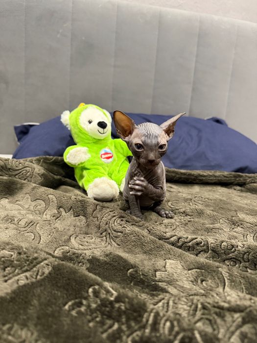 Шикарный мальчик сфинкс канадский