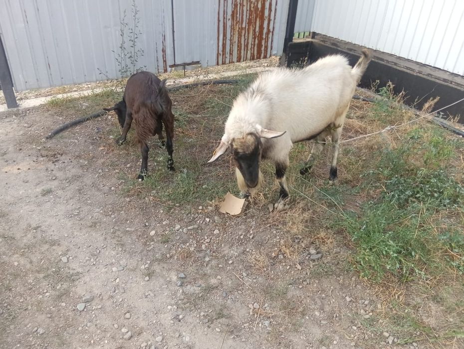 Обмен.продаю козлов