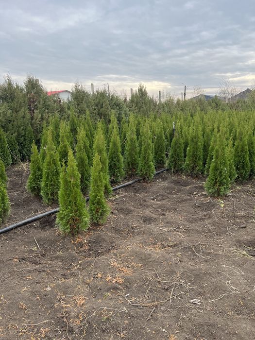 Vand tuia en gros din pepiniera proprie