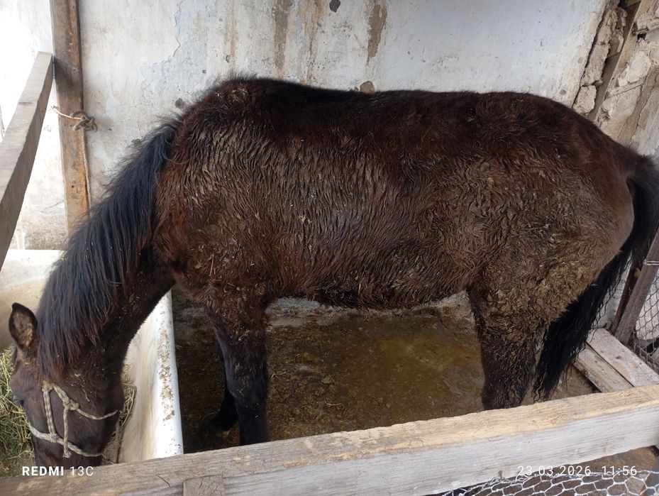 Тай сатылады 1 жасар.