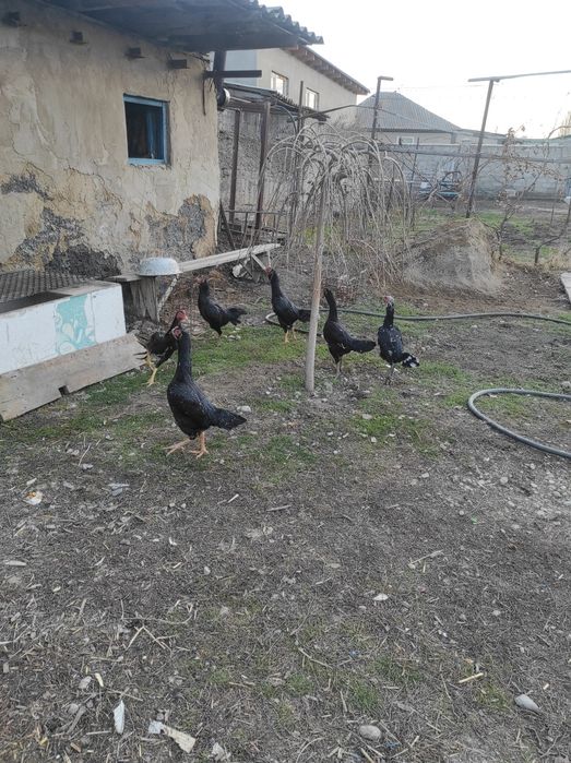 Продам бойцовых куриц и петухов