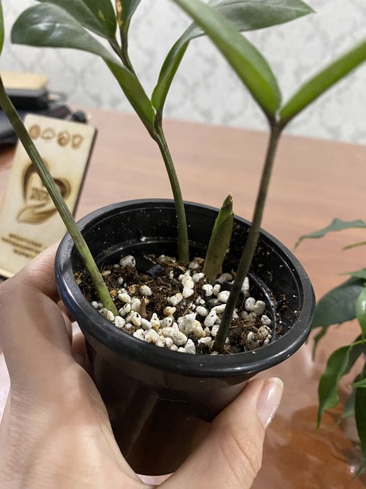 Растения, ростки