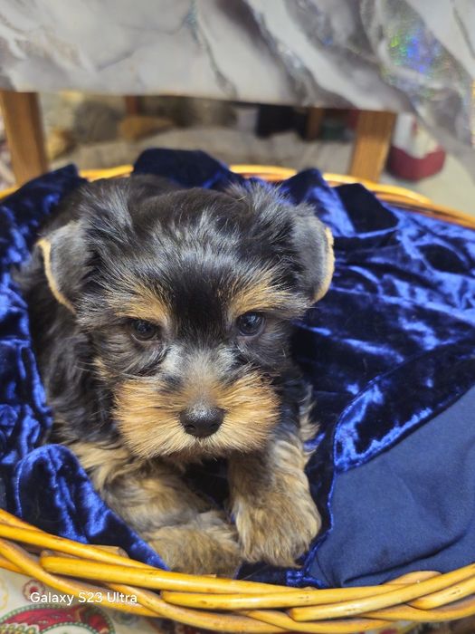 Йоркширский терьер