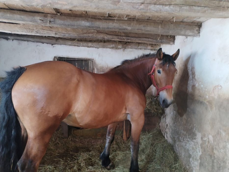 Vand urgent iapa lipiteana