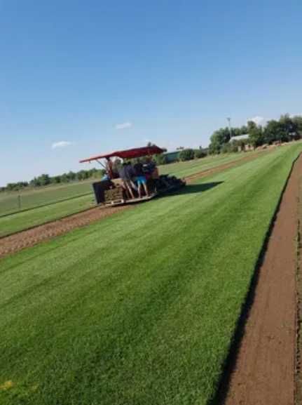 Gazon Natural Aclimatizat – Livrare în Toată Țara și Montaj