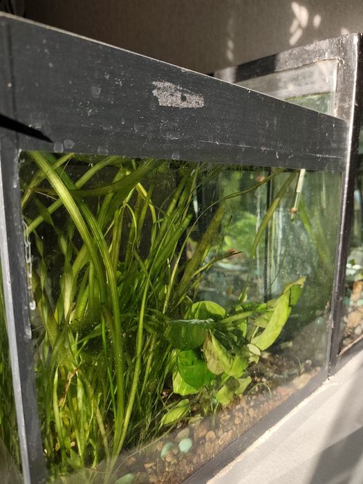 Аквариум, два аквариума