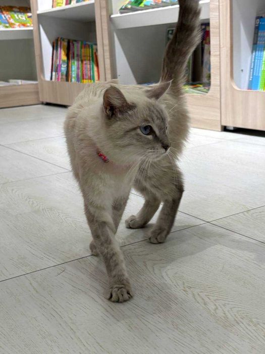 Кошка Ласточка ищет семью!