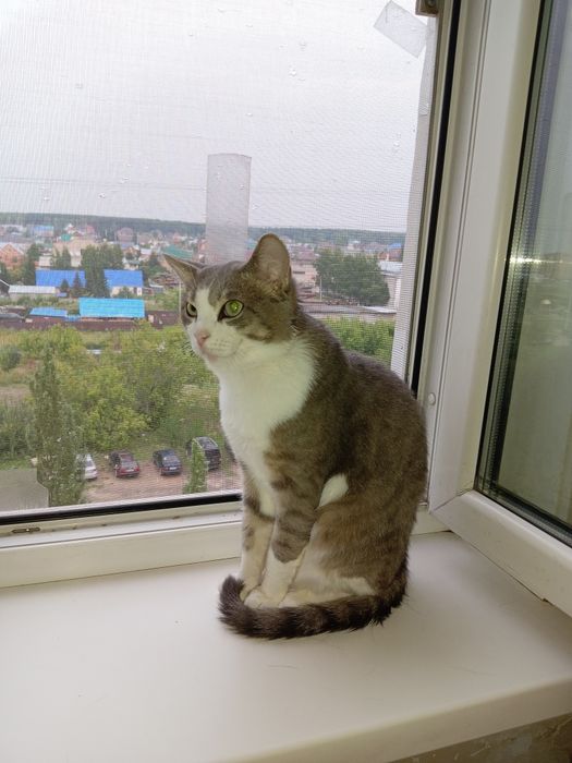 Кот британской породы